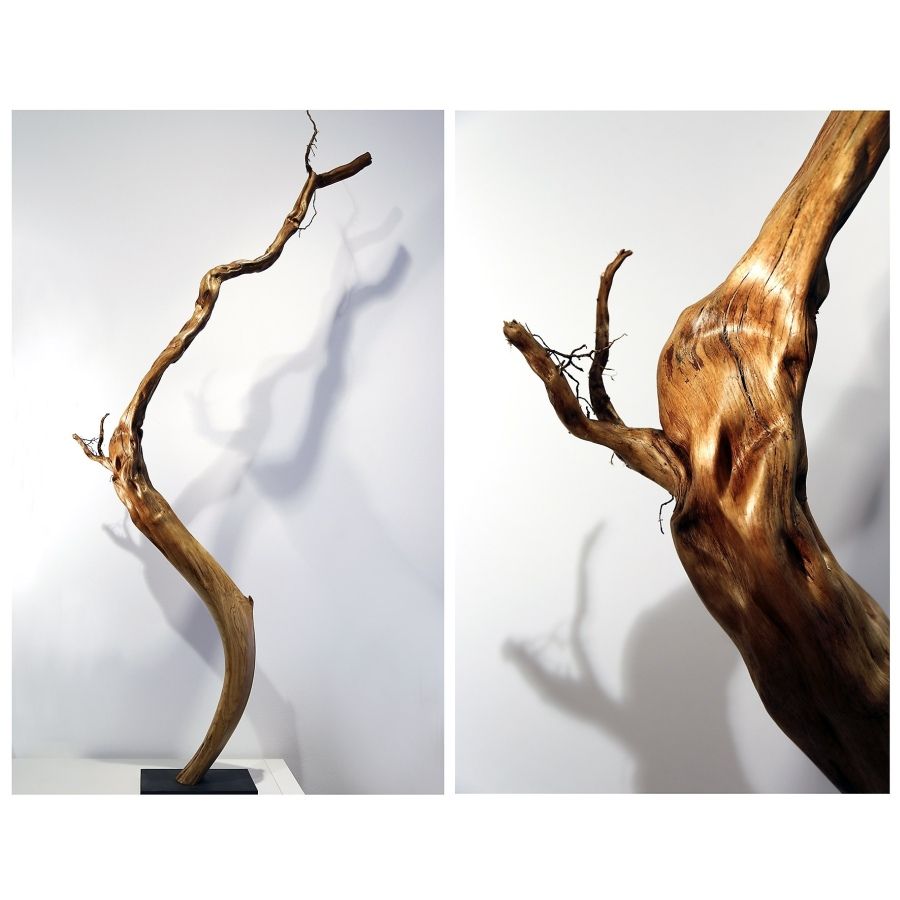 Skulptur von Barbara Guthy aus Zedernholz: Im Himmel wurzeln