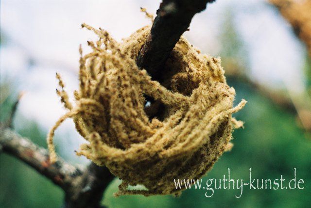 Natur-Skulptur von Babara Guthy: Kugel