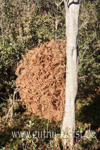 Natur-Skulptur von Babara Guthy: Naturskullptur Farnbaum